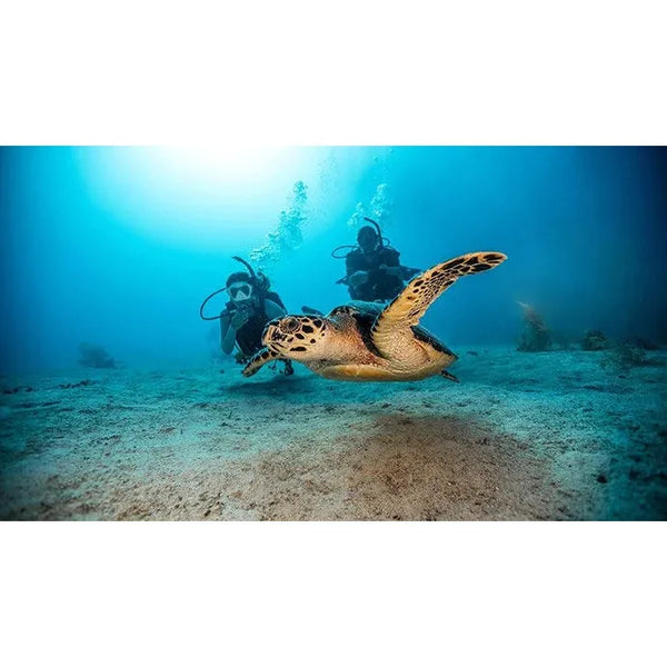 PADI Open Water Full Course-(Elearning)