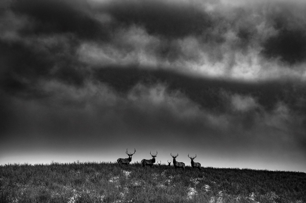 Ranchland: Wagonhound by Anouk Masson Krantz